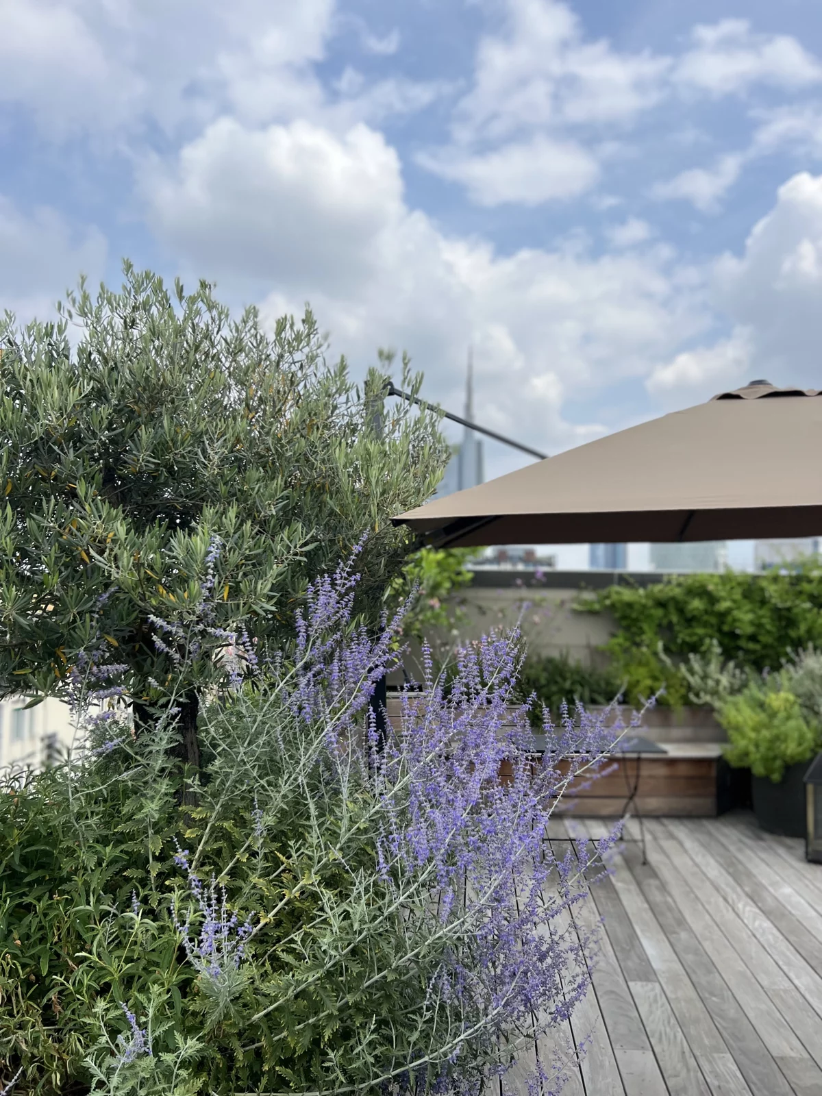 Piante dal fogliame argentato e fiori viola su un terrazzo in legno con ombrellone, con un grattacielo sullo sfondo